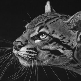The Wonderful World of Scratchboard, Sheryl Unwin 2025-2026