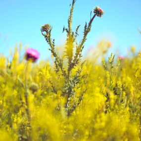 Macrophotography in the Sculpture Garden, Nicholas Bath 2026