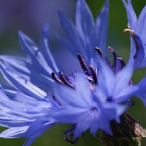 Botanical Beauties, Kim Macalister 2026