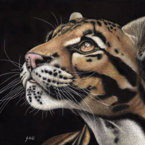 The Wonderful World Of Scratchboard, Sheryl Unwin 2026-2027